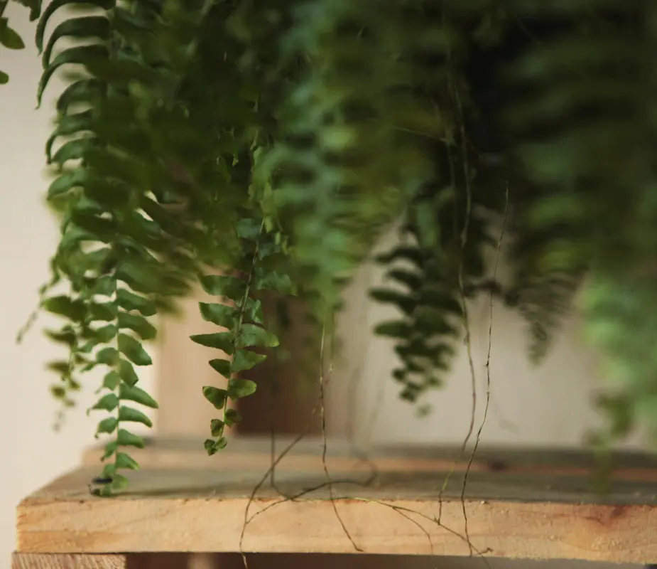 Nephrolepis Green Lady