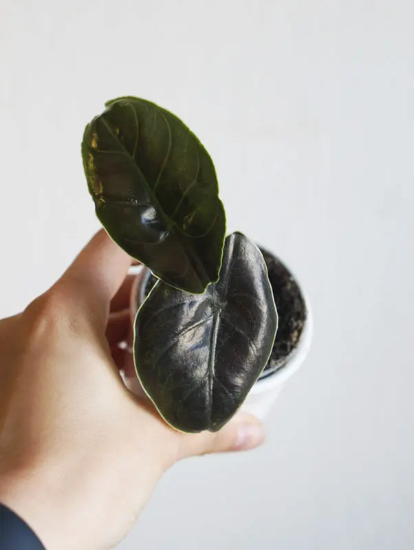 Alocasia Azlanii