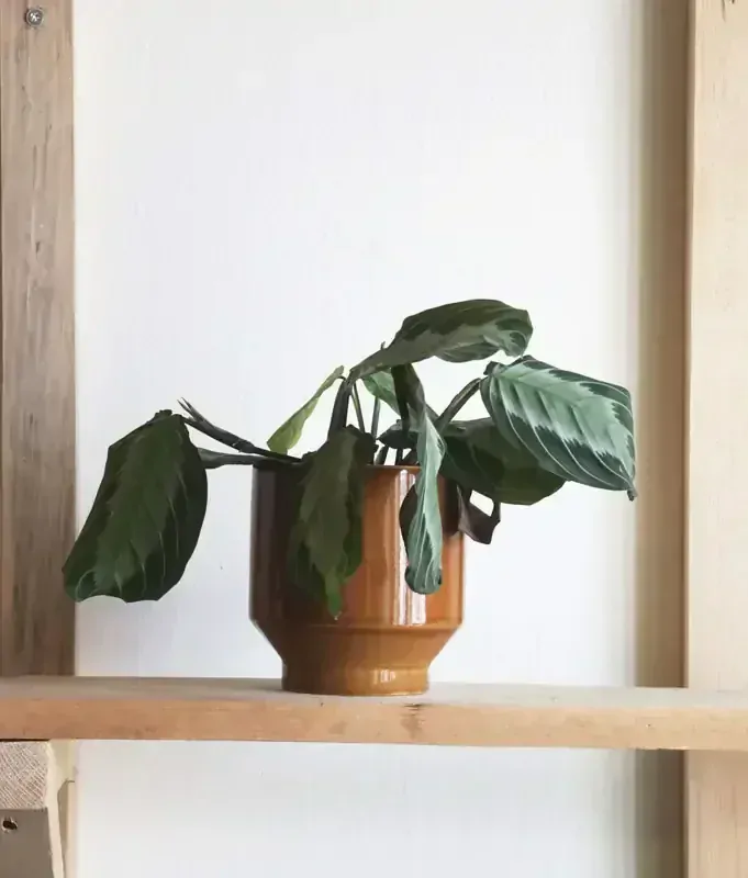 Maranta Silver Band