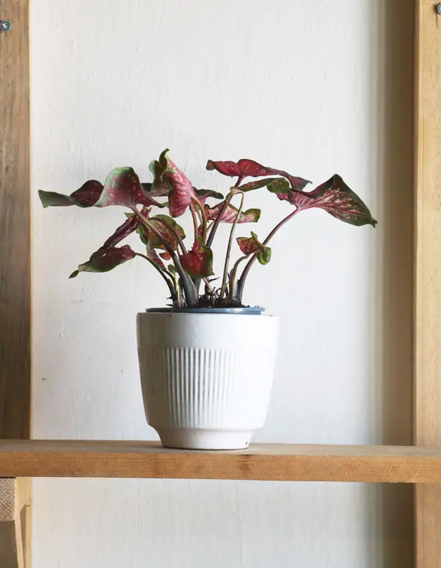 Caladium Scarlet Flame
