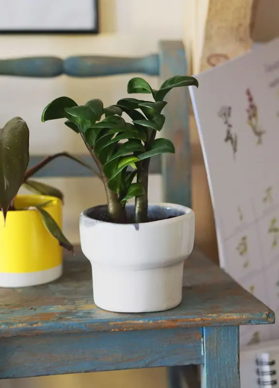 Zamioculcas Zenzi nad 90€