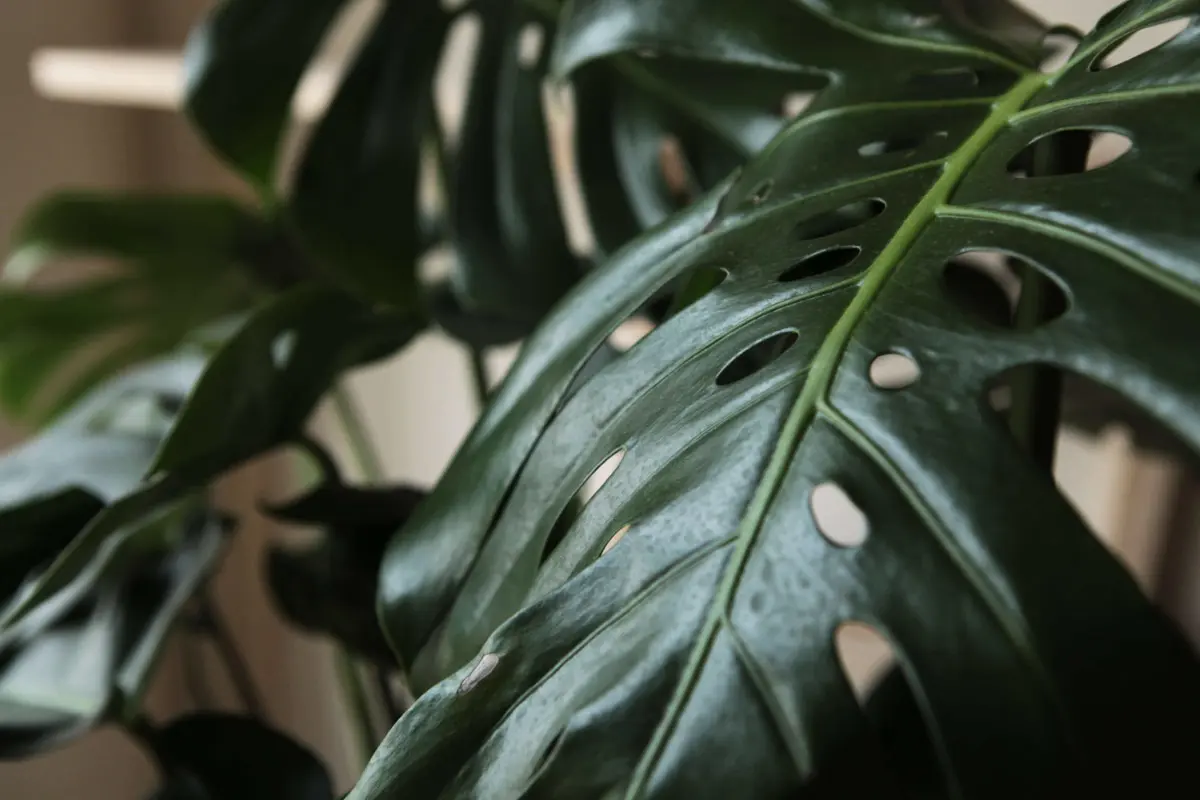 Monstera Deliciosa pravá (Len osobne)