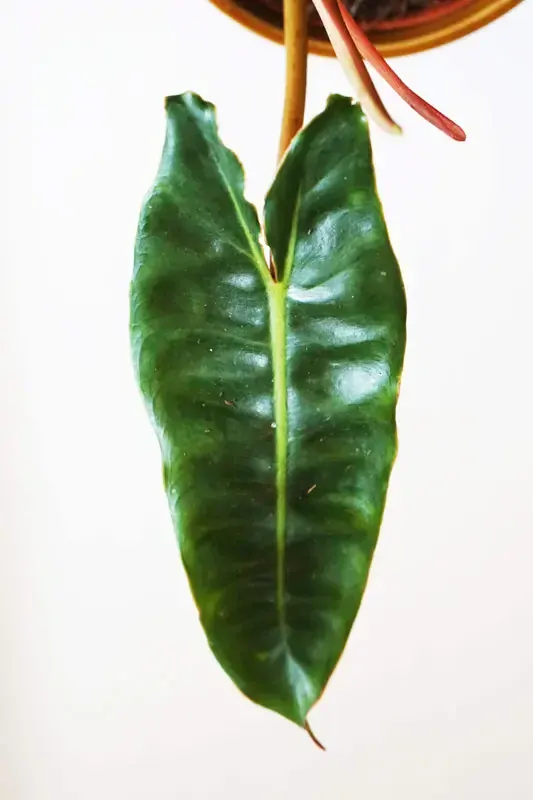 Philodendron Billietiae