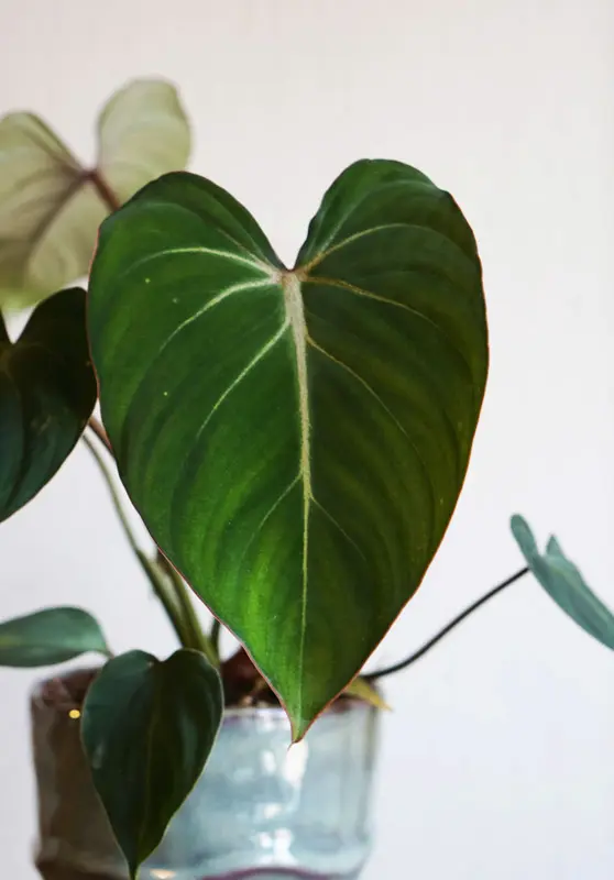 Philodendron Gloriosum