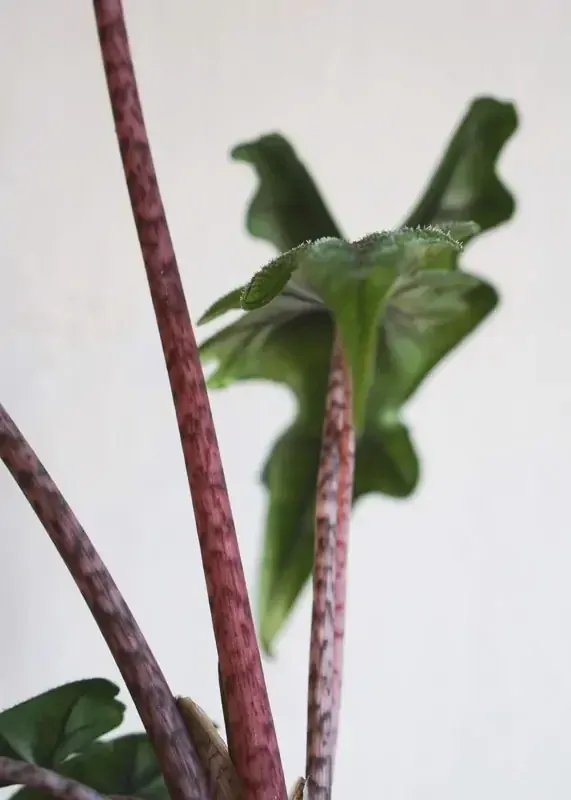 Alocasia Jacklyn