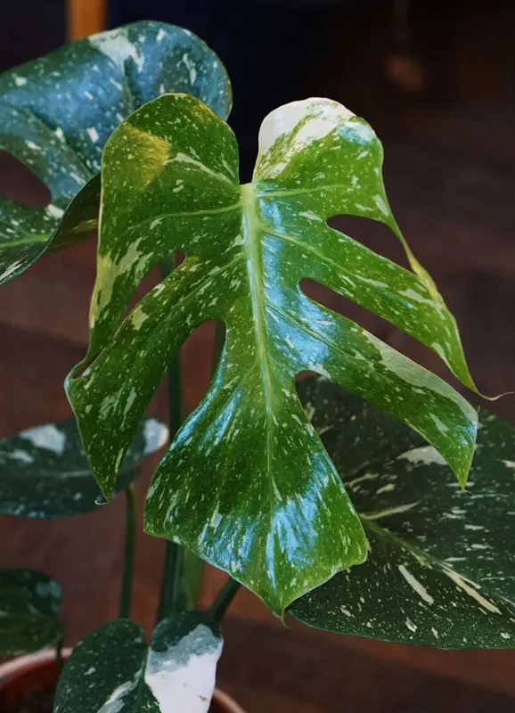 Monstera Thai Constellation (náhodné viac variegované kúsky)