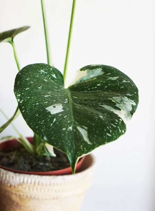 Monstera Thai Constellation (náhodný kus)