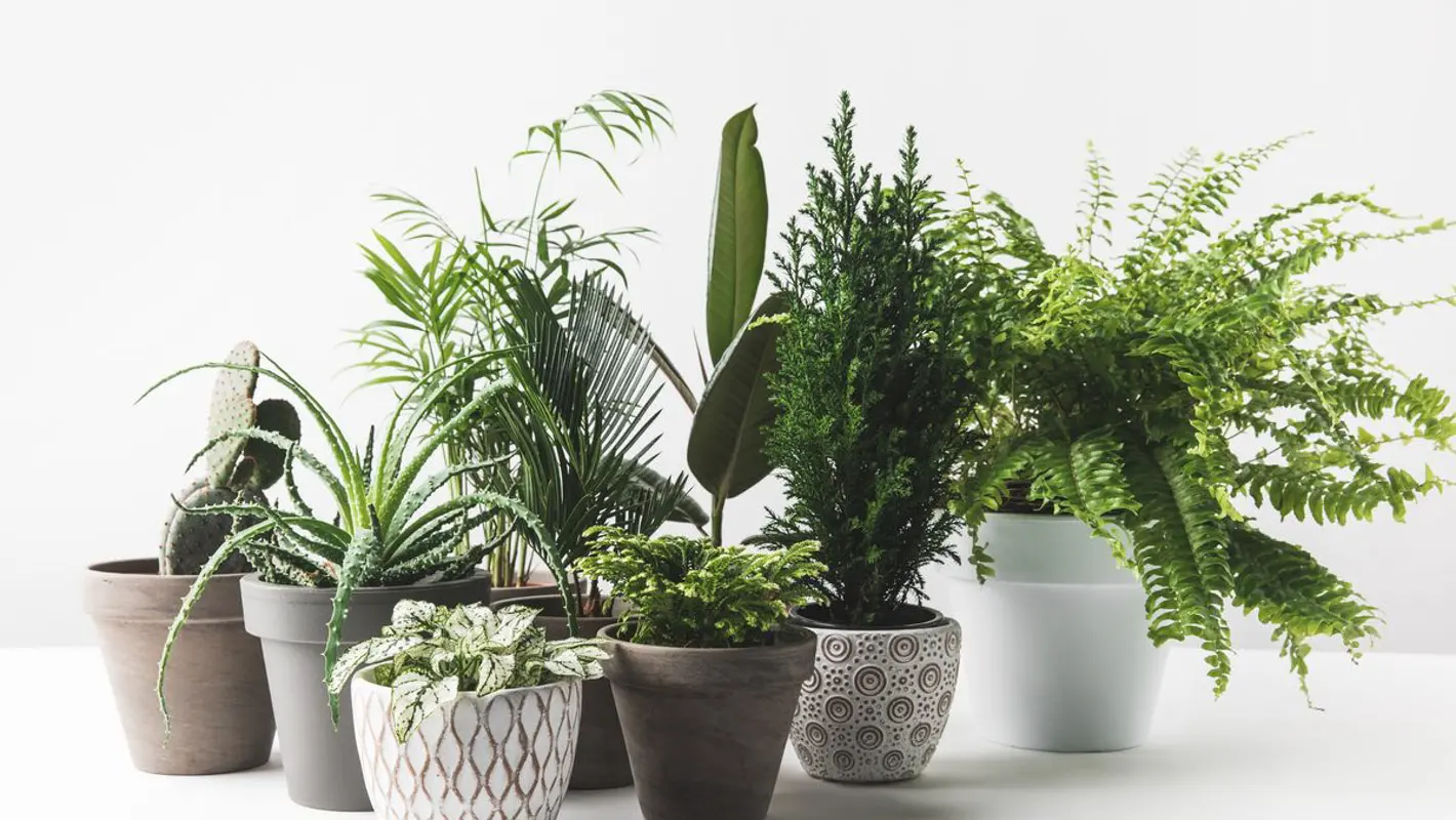 Plantscape - Zariadenie priestorov izbovými rastlinami