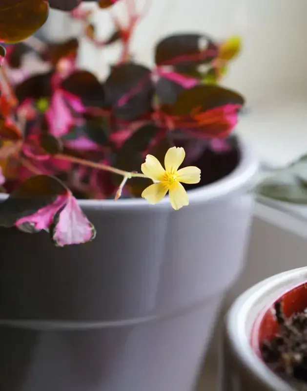 Oxalis Volcano Pink