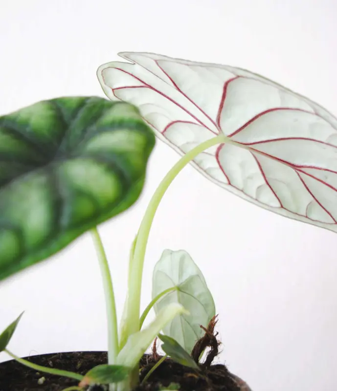 Alocasia Dragon Scale "sport variegata"
