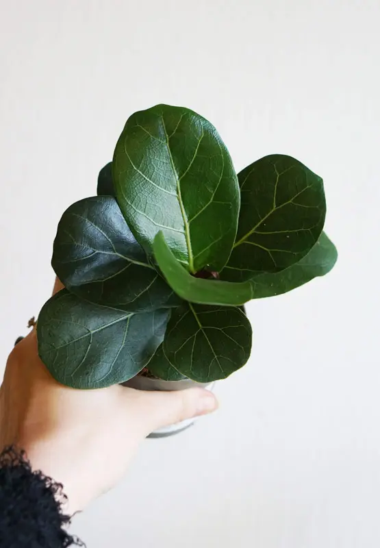 Baby Ficus Lyrata Bambino