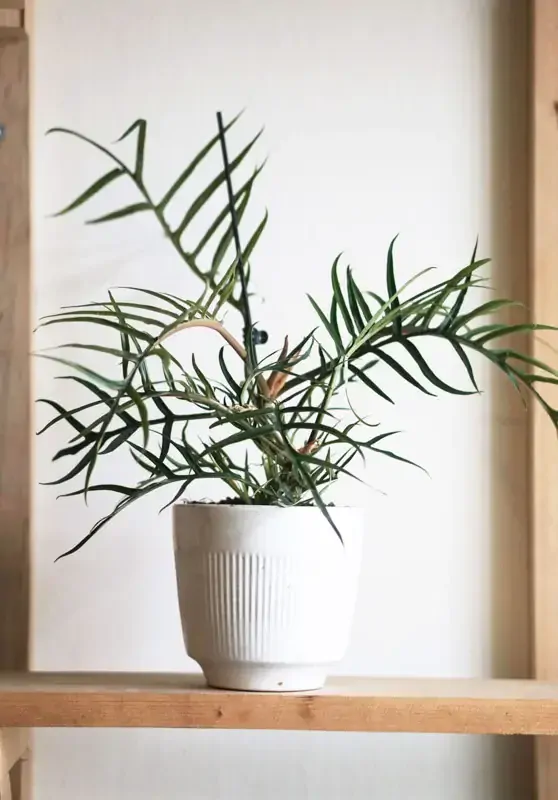 Philodendron polypodioides Tortum