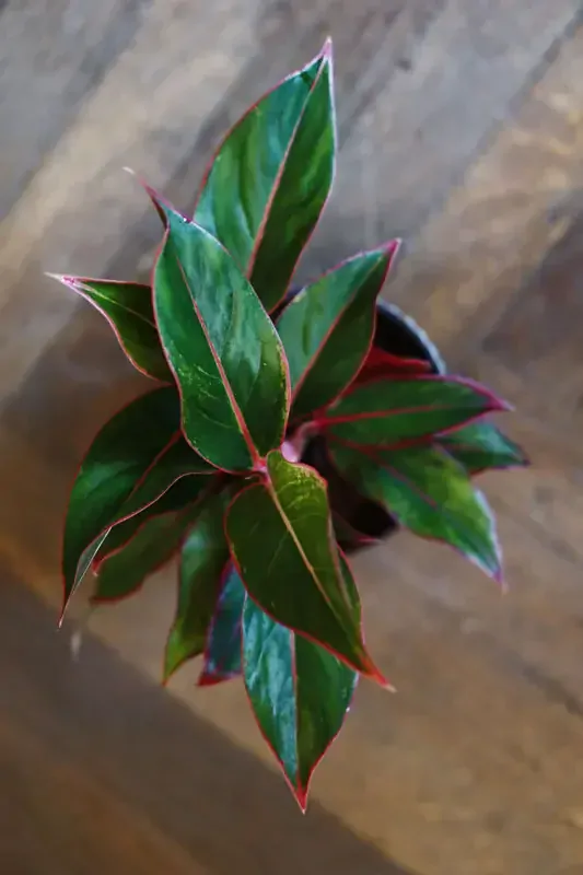 Aglaonema Crete