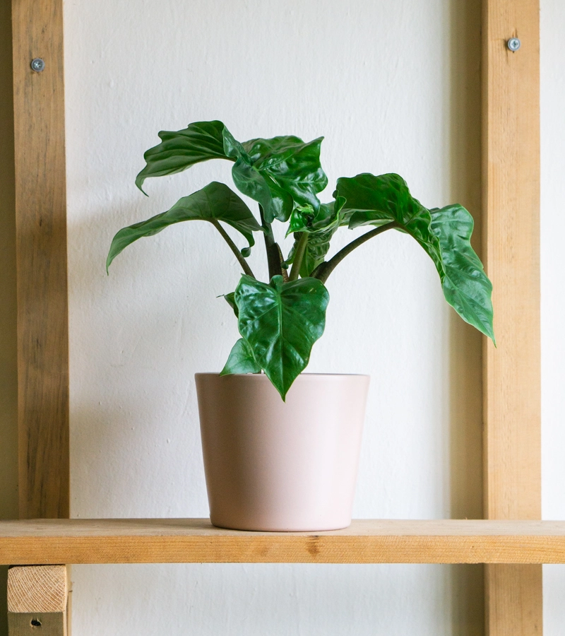 Alocasia Portora Low Rider