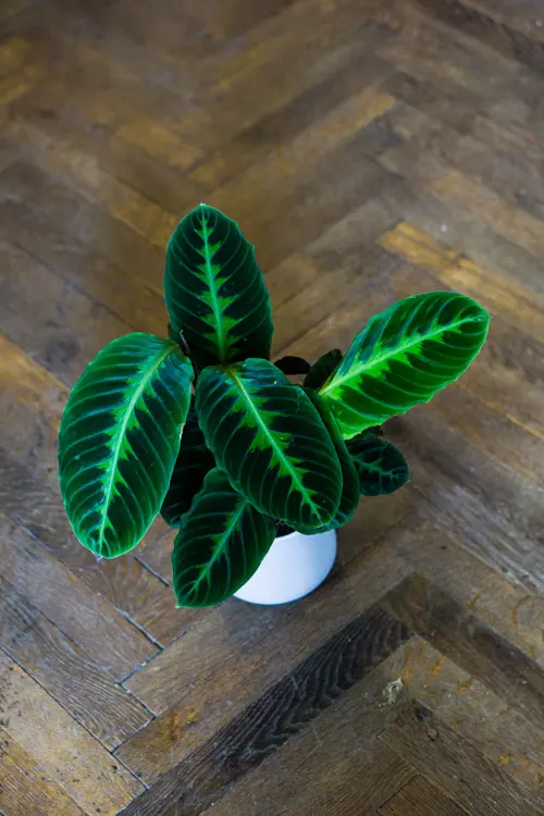 Calathea Warscewiczii XL