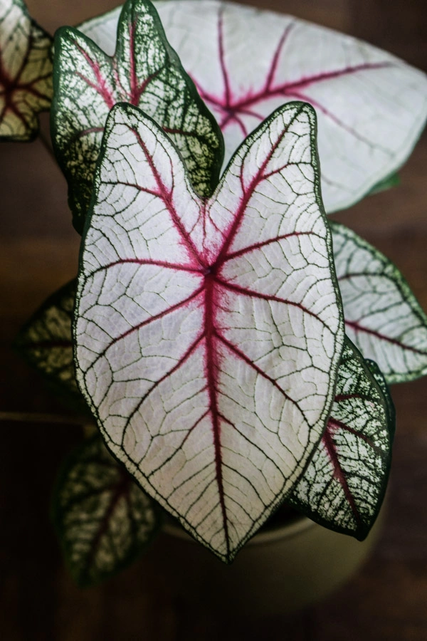 Caladium White Queen