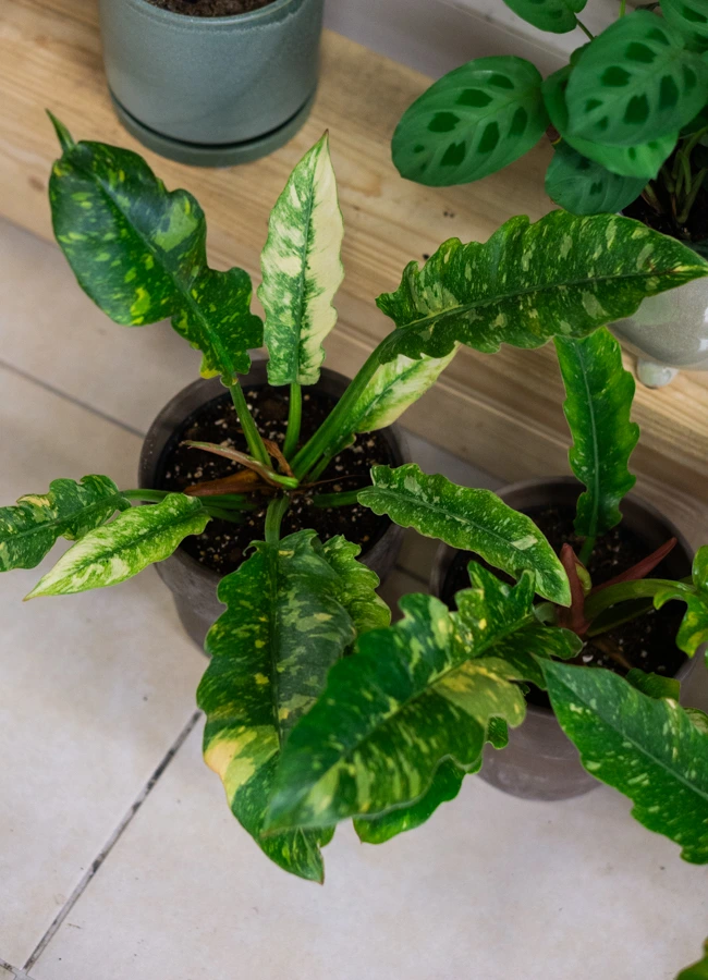 Philodendron Ring of Fire