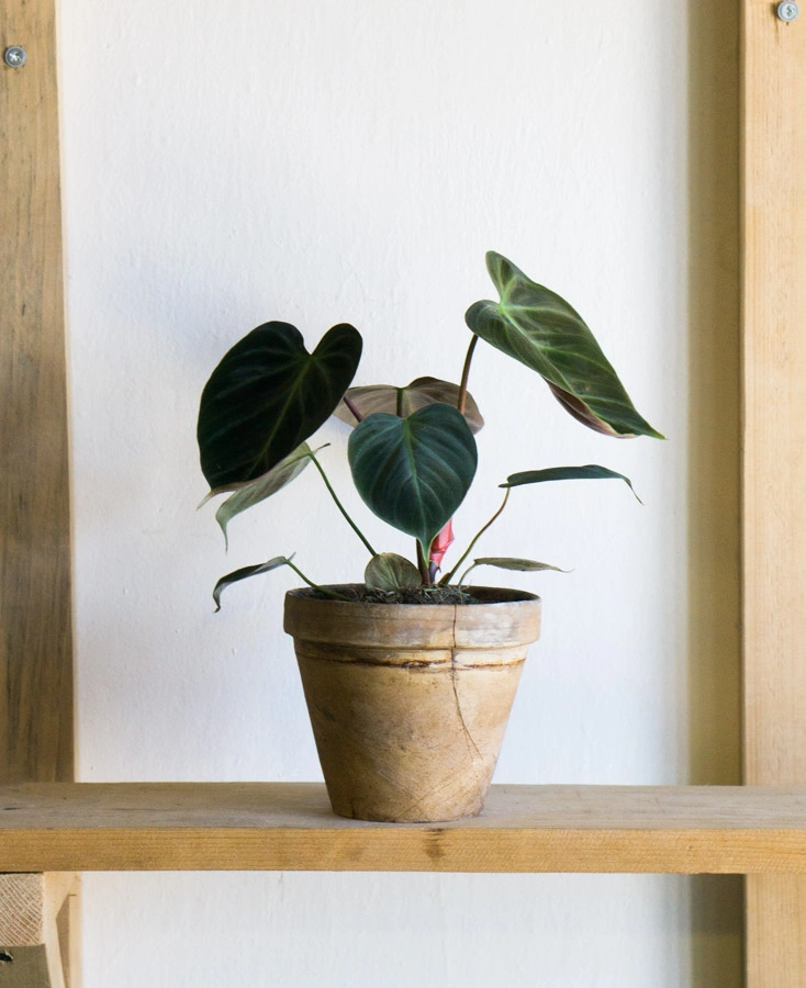 Philodendron El Choco red /rubrijuvenile 