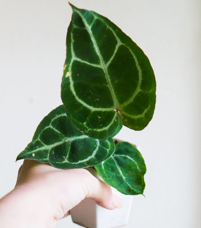 Baby Anthurium Crystallinum 