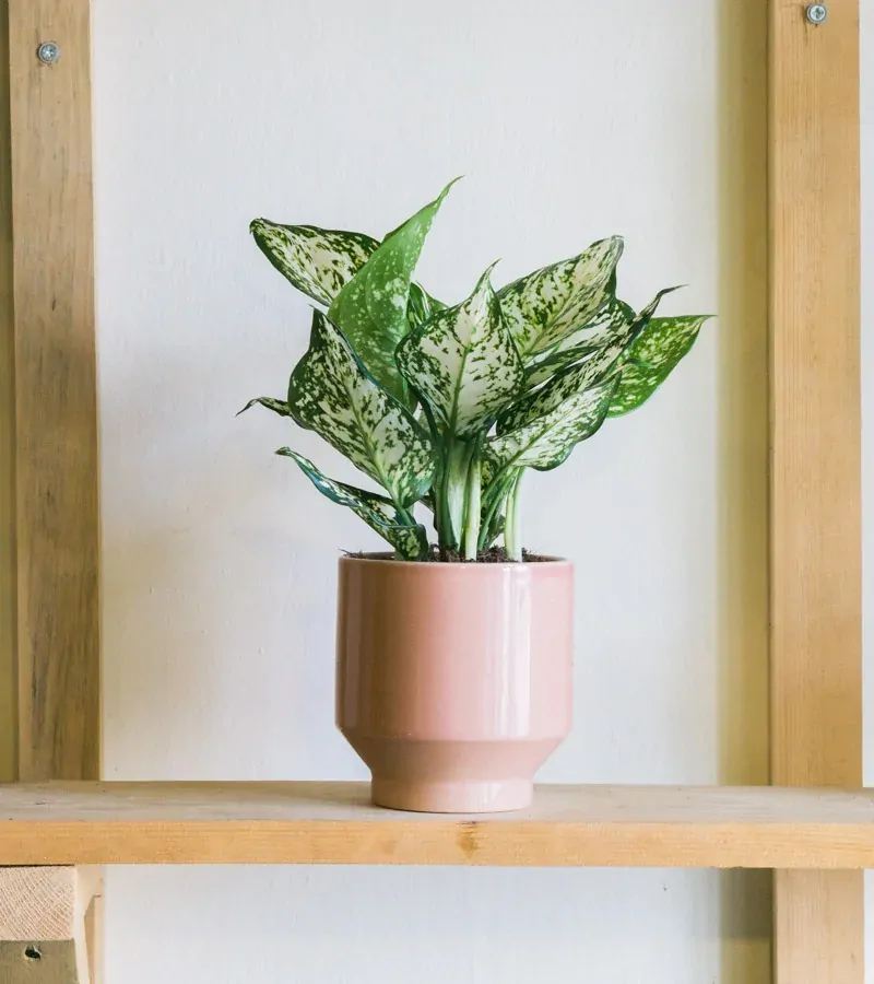 Aglaonema Snow White