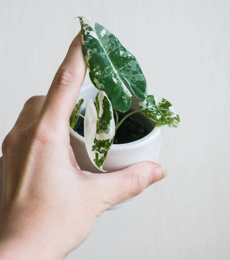 Baby Alocasia Micholitziana Frydek variegata (náhodný kus)