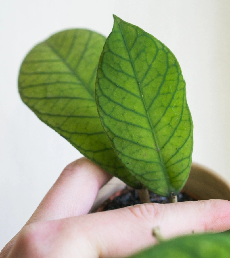 Baby Hoya sp. Gunung Gading
