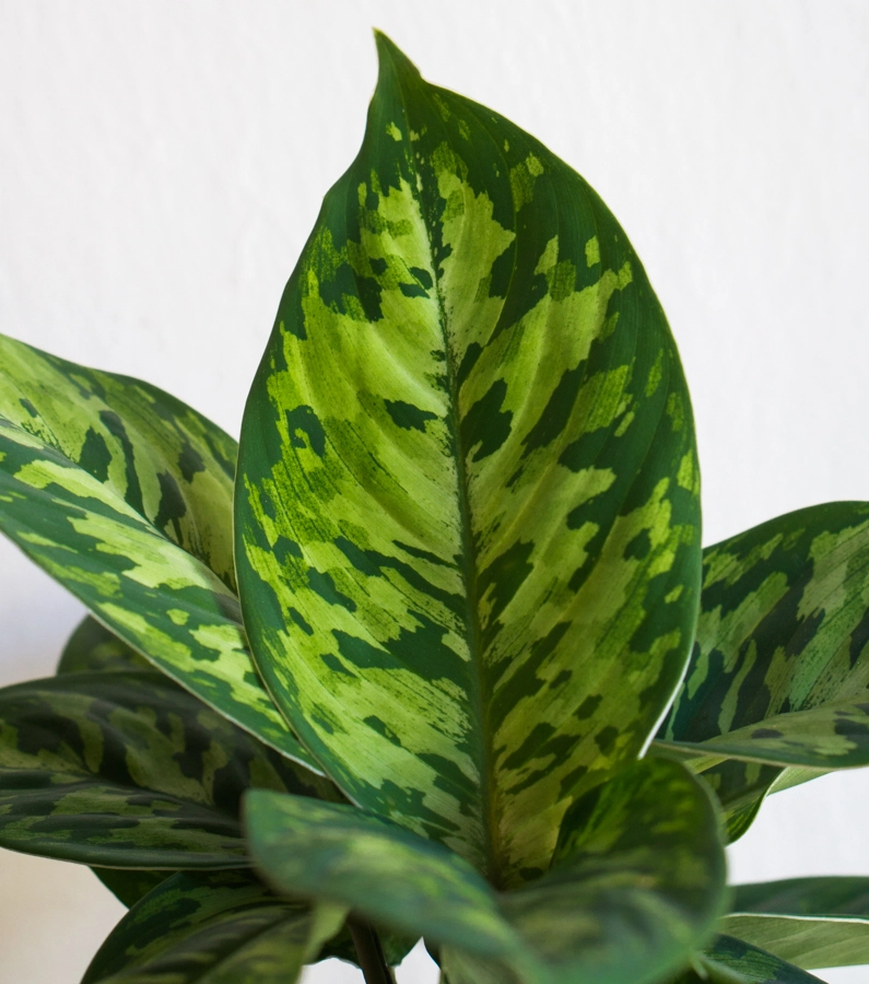 Homalomena Camouflage (Zachráň ma)