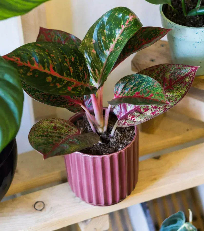 Aglaonema Legacy
