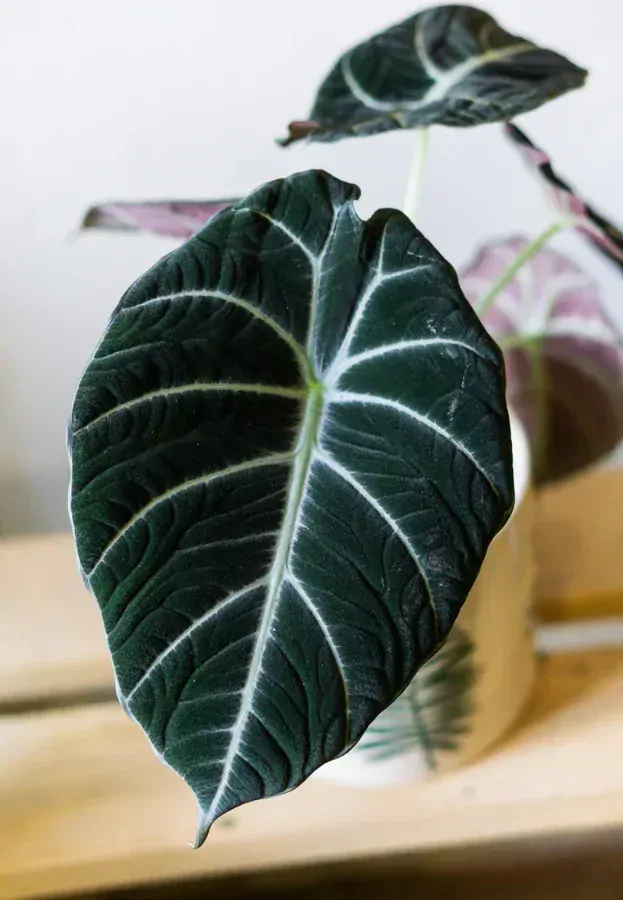 Alocasia Black Velvet
