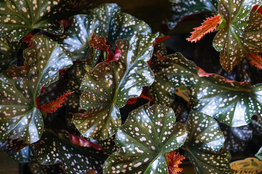 Begonia "Cracklin Rosie" 