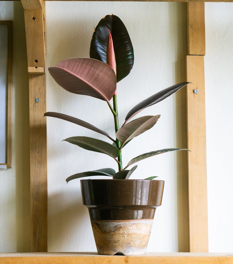 Ficus "Pink Camouflage" XL (Zachráň ma)