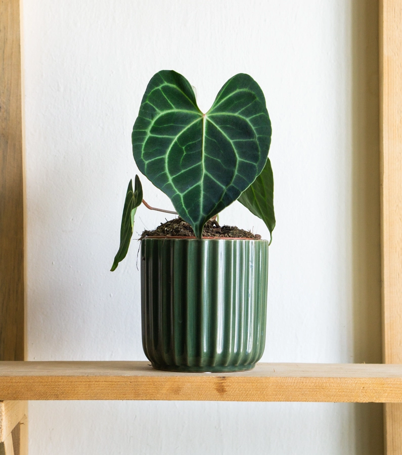 Anthurium Clarinervium (Zachráň ma)