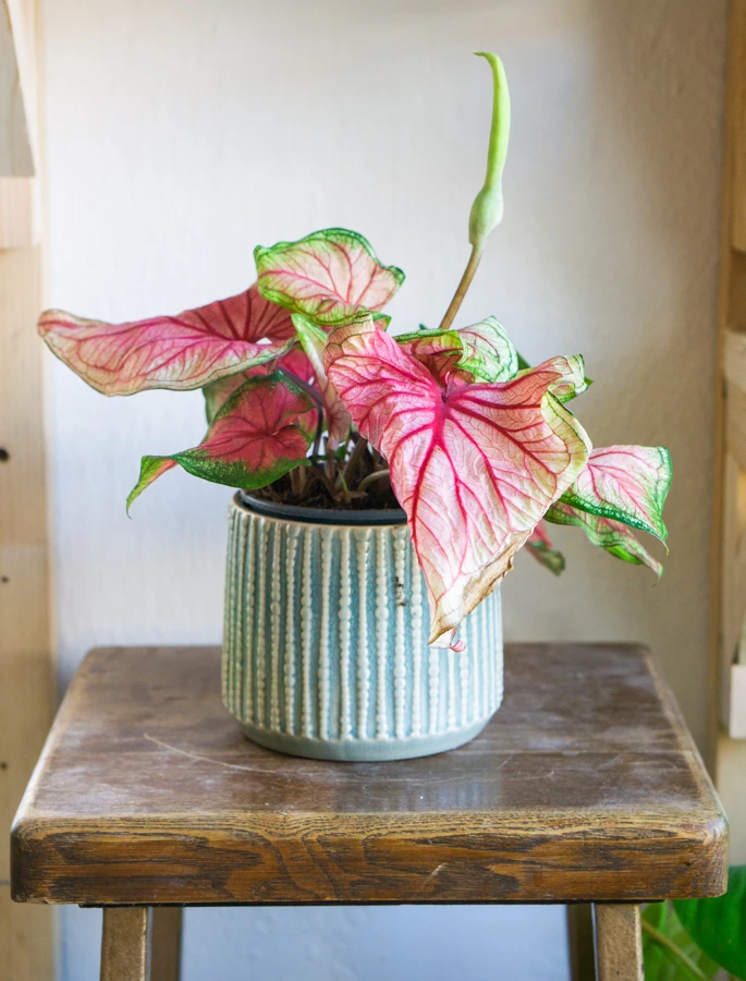 Caladium Party Punch