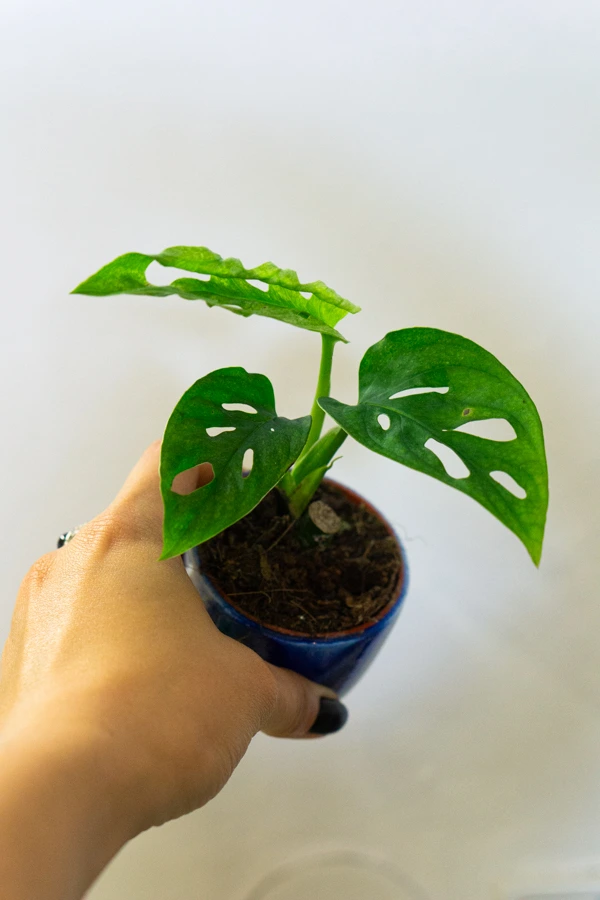 Baby Monstera adansonii Mint (Mega cena!)
