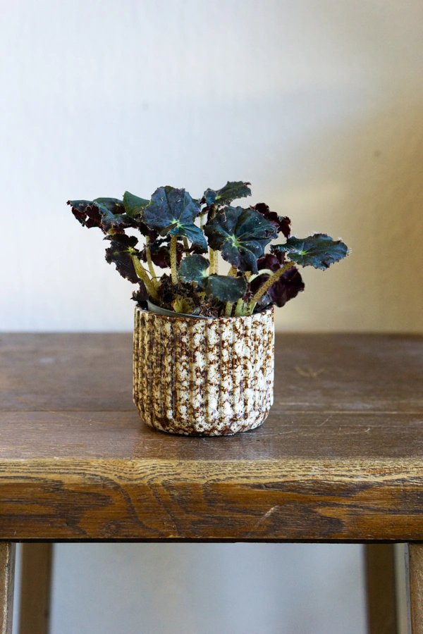 Baby Begonia Rex Dark Mambo
