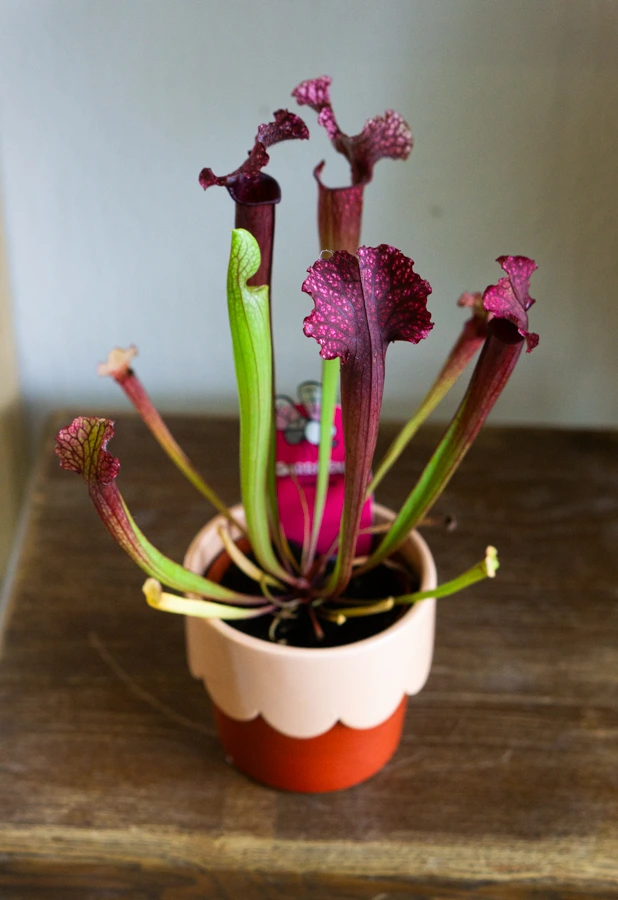 Sarracenia purpurea 'Judith' - mäsožravka