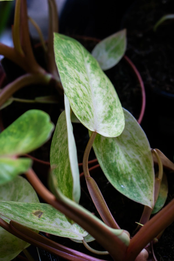 Philodendron Painted Lady (Zachráň ma)