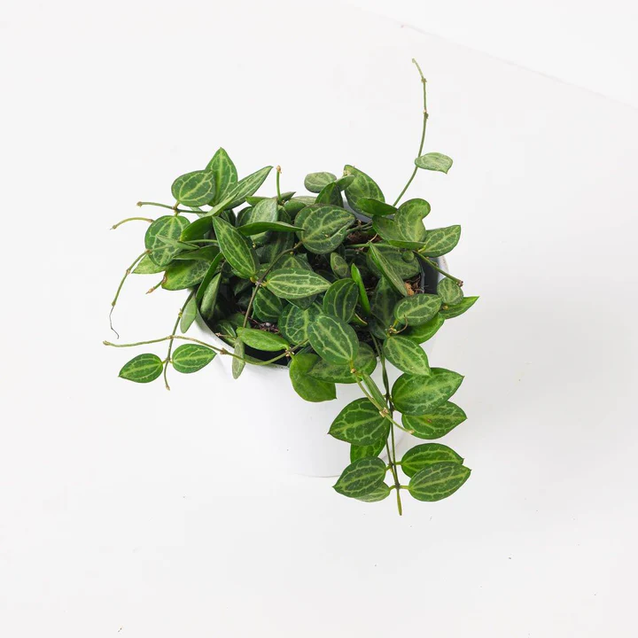 Dischidia ovata watermelon