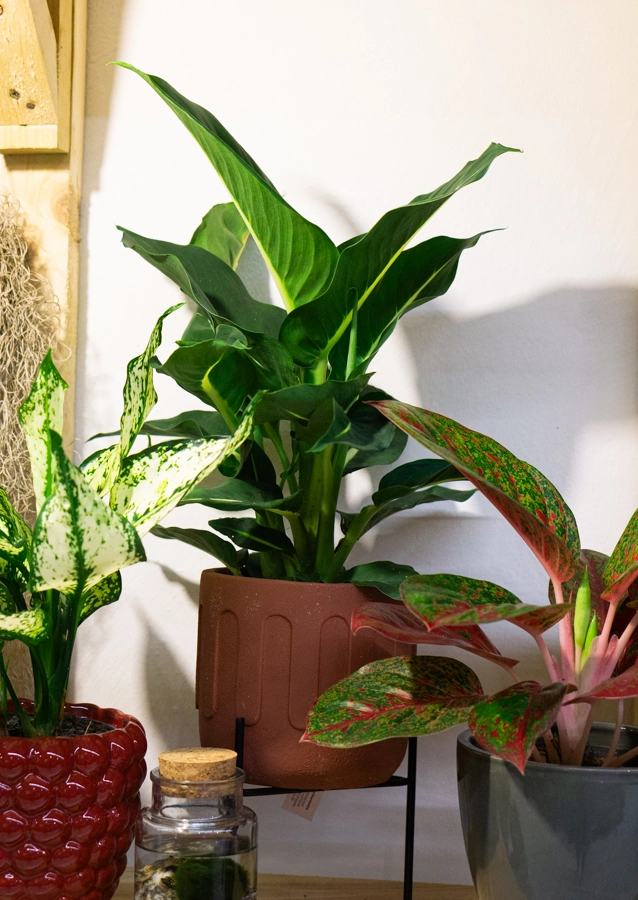 Dieffenbachia Green magic