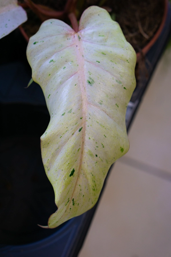 Baby Philodendron Snowdrift (super cena!)