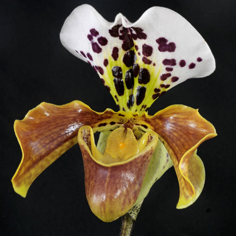 Paphiopedilum leeanum