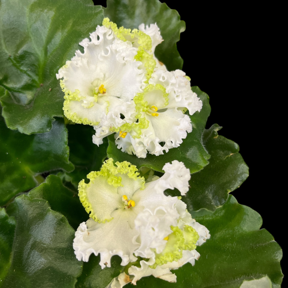 Saintpaulia CURLY MIX