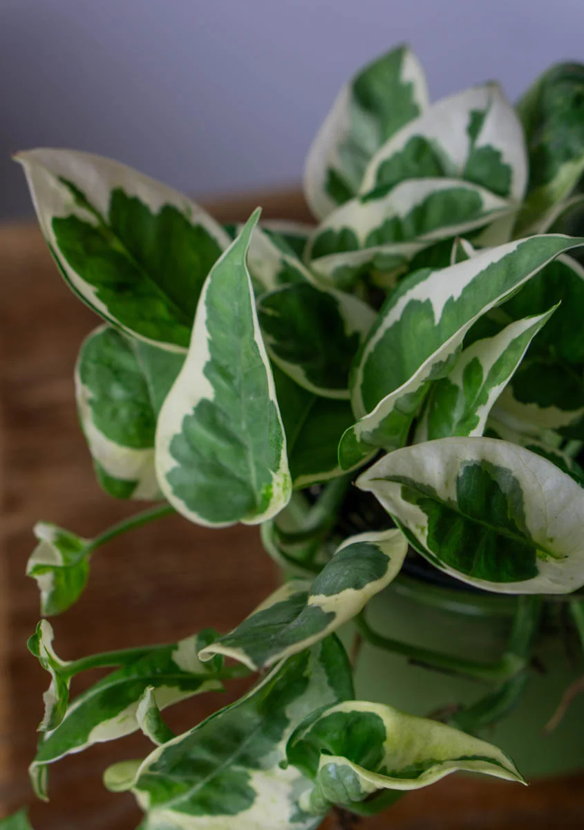 Epipremnum Aureum N'Joy (Zachráň ma)