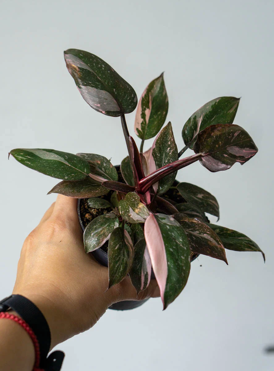 Philodendron Pink Princess Marble (Brutálne sfarbenie krásne)