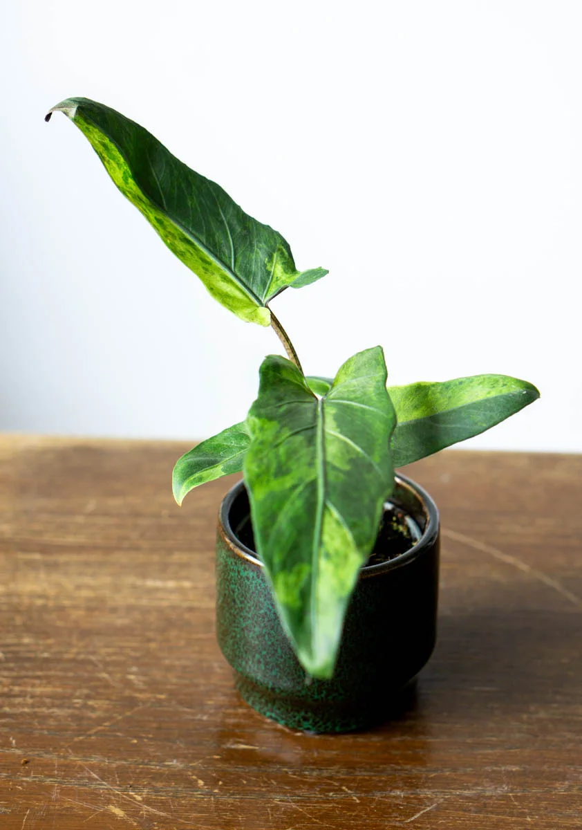 Baby Alocasia Lauterbachiana variegata