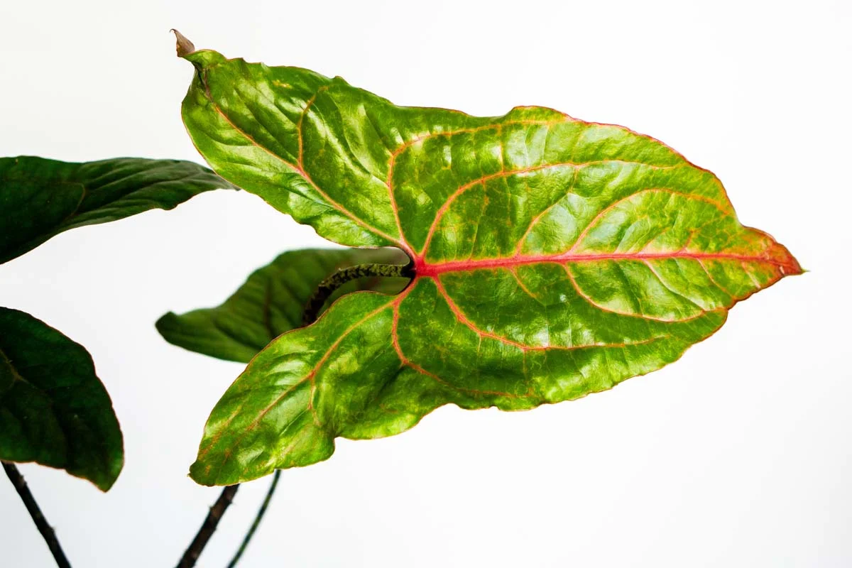 Alocasia Cyrtosperma Jhonstonii Black Jack (Zachráň ma)