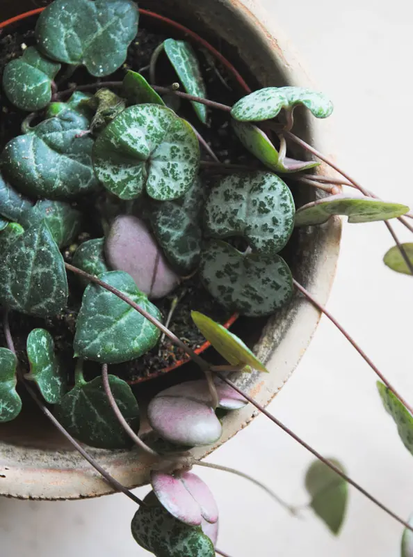 Ceropegia Woodii / Lampášik / String of hearts