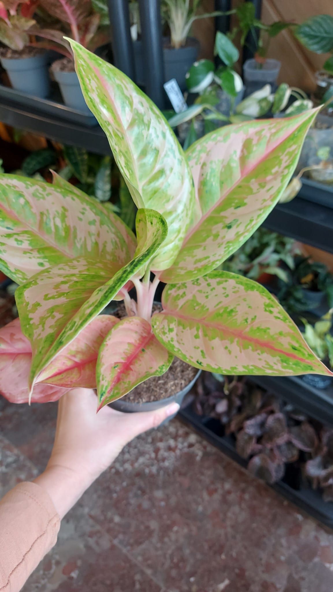 Aglaonema Pastella