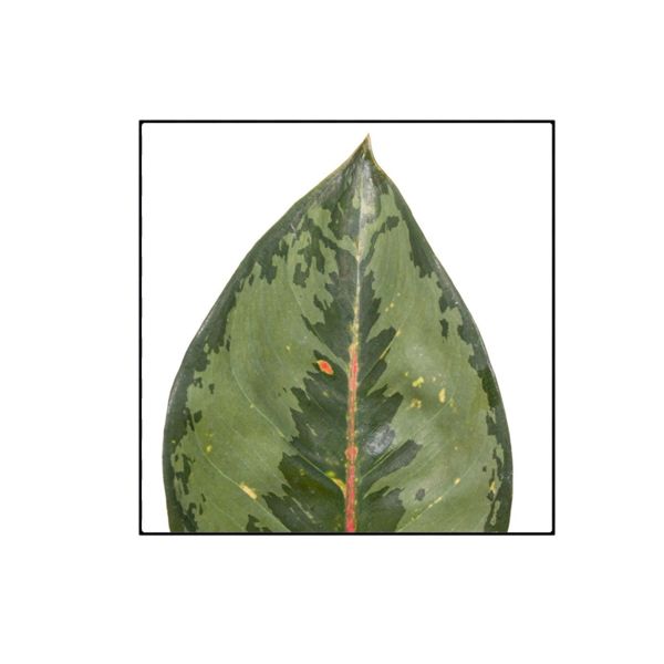 Aglaonema Camo Rubina