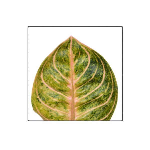 Aglaonema Tourmaline Gold